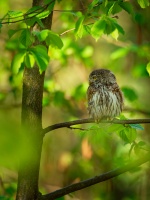 Kulisek nejmensi - Glaucidium passerinum - Eurasian Pygmy-Owl o8664-1